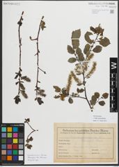 Foto von Salix myrsinifolia Salisb.